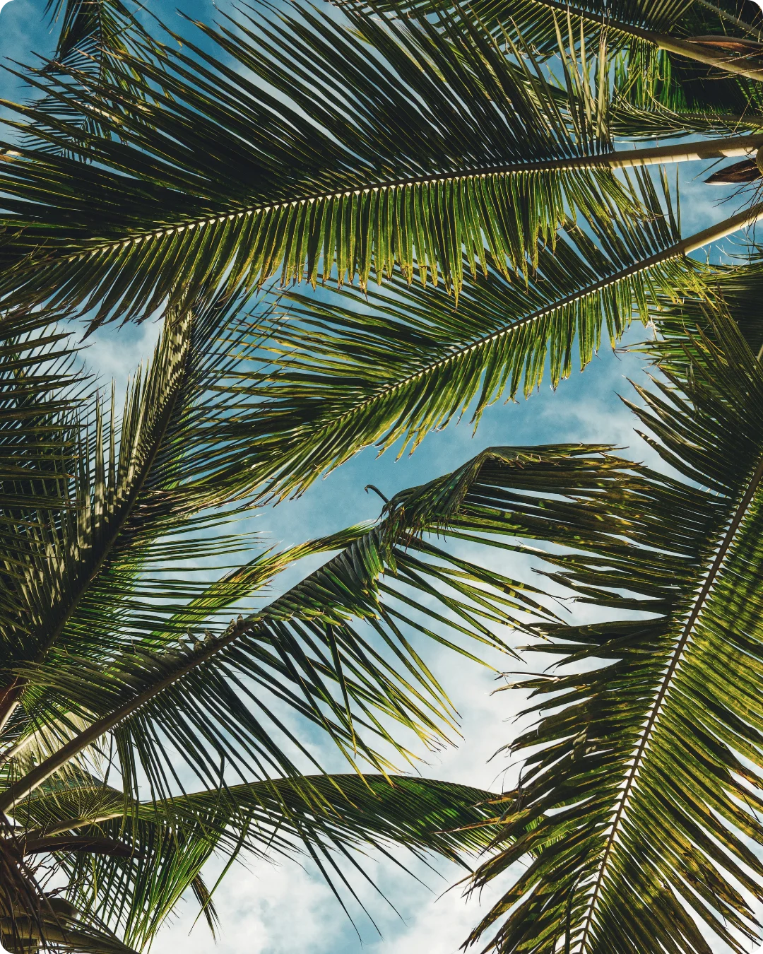 Vue en contre-plongée de feuilles de palmier Areca se découpant sur un ciel bleu azur, évoquant l'évasion, la nature et la sérénité.